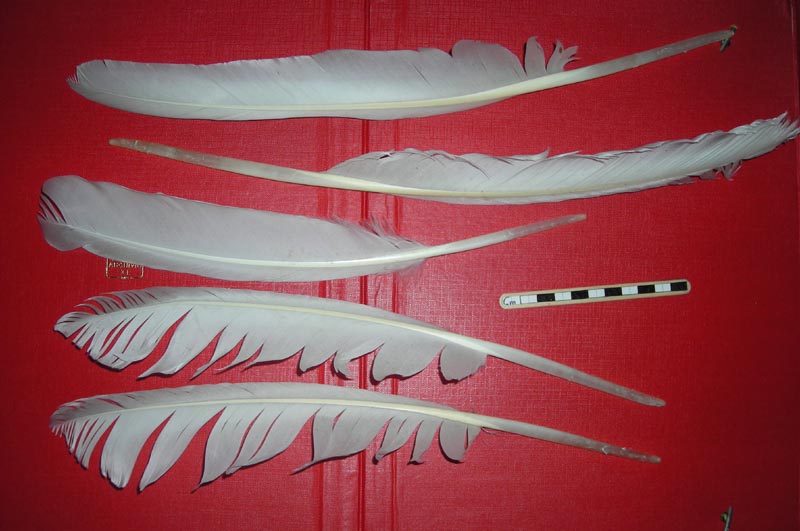 Penne: Cigno reale